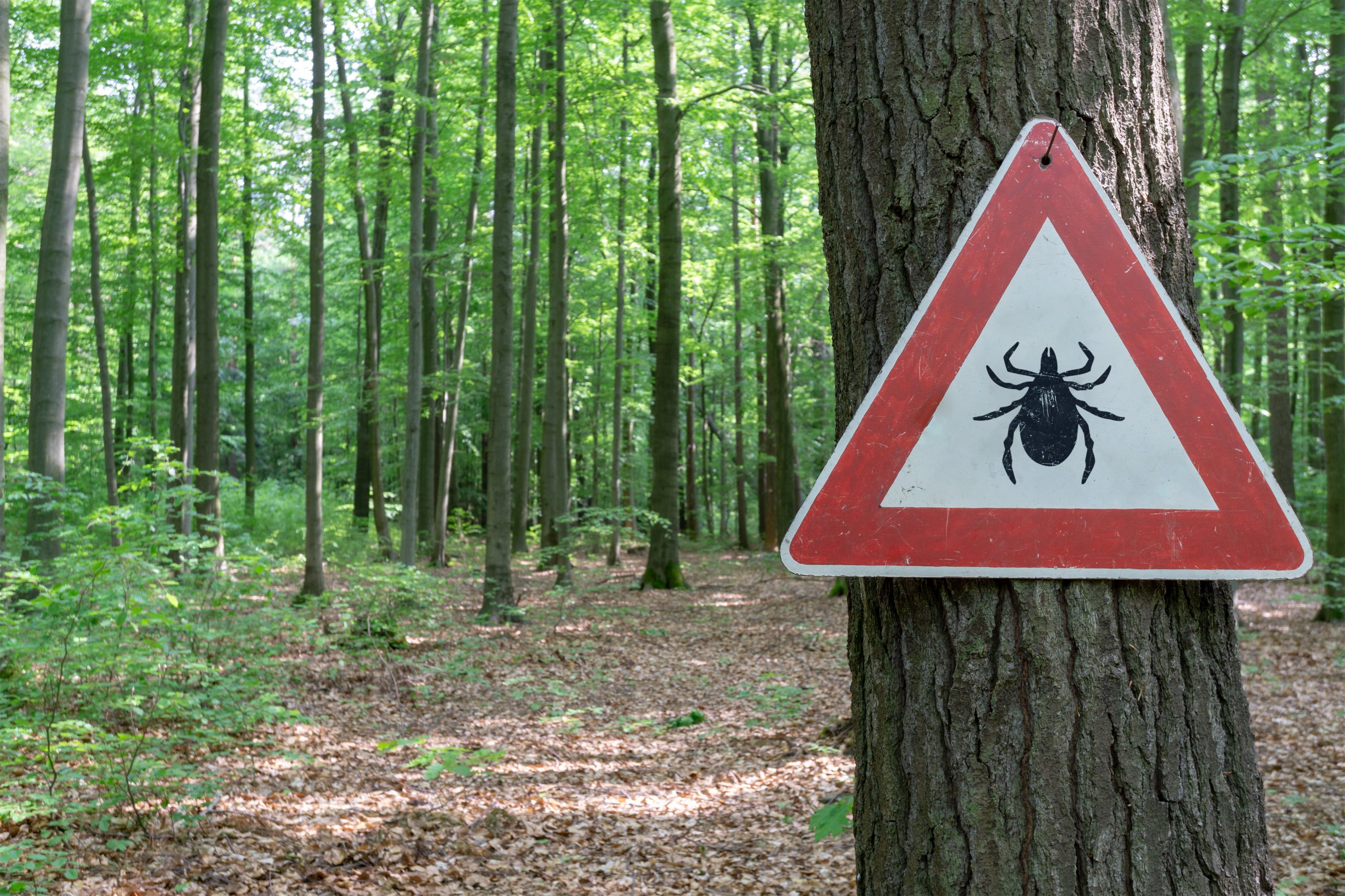 Wood Tick Safety