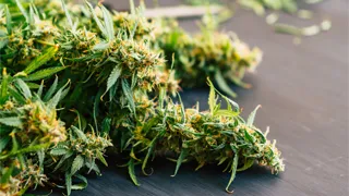 Cannabis & the Workplace: Employer Overview/Rights and Responsibilities