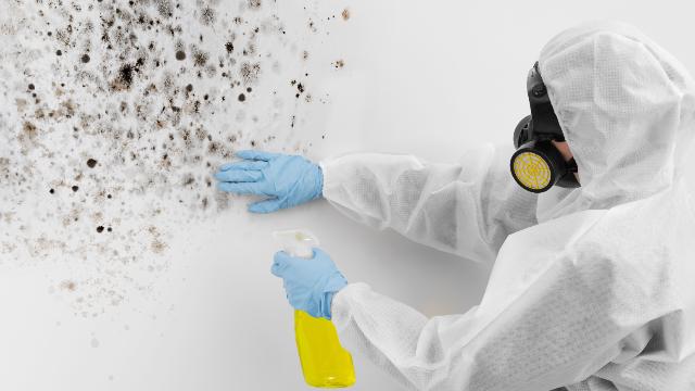 Mould Safety 2025