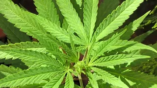 Cannabis & the Workplace: Cannabis Awareness for Employers and Leaders