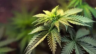 Cannabis & the Workplace: Disclosure and Accommodation