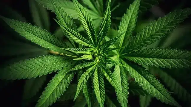 Cannabis Awareness (OSHA)