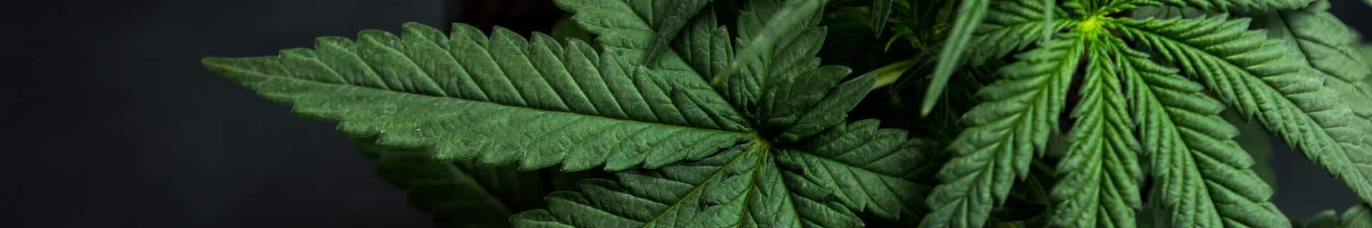 Cannabis Awareness (OSHA)