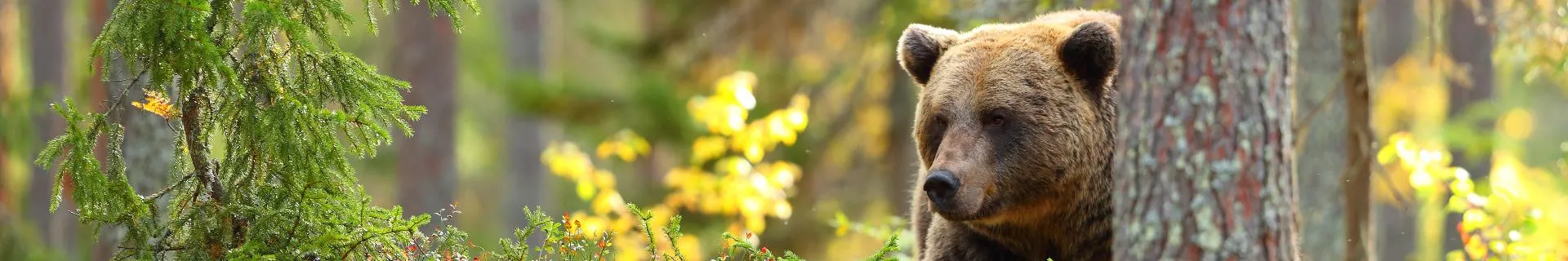 Bear Awareness (OSHA)