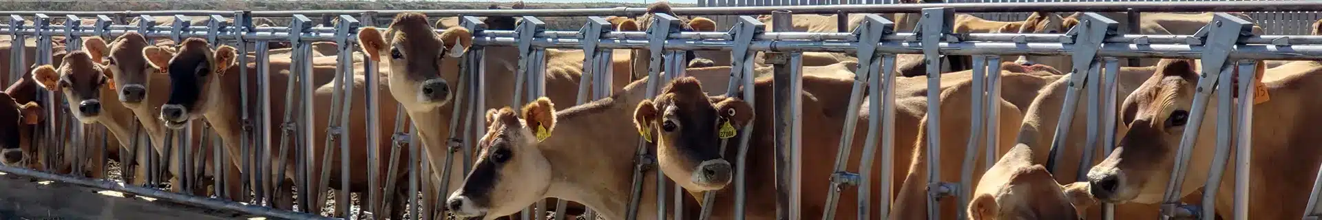 Dairy Workers: Personal Protective Equipment Safety