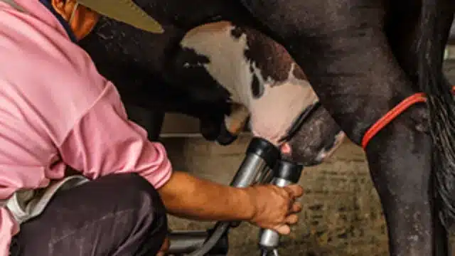 Dairy Workers: Milking and Chores Safety