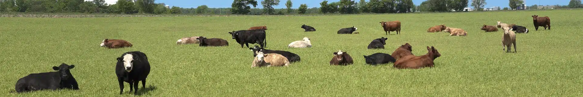 Dairy Workers: Milking and Chores Safety