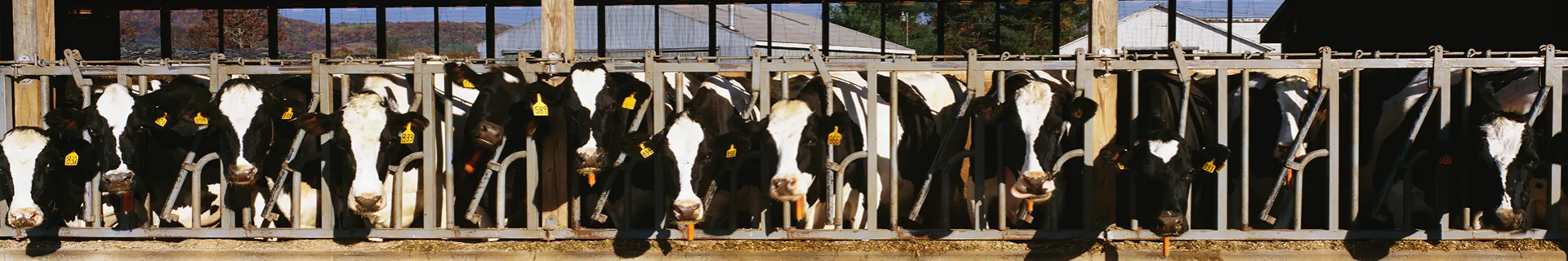Dairy Workers: Feed Handling and Storage Safety