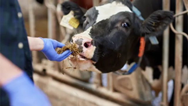 Dairy Workers: General Dairy Worker Safety