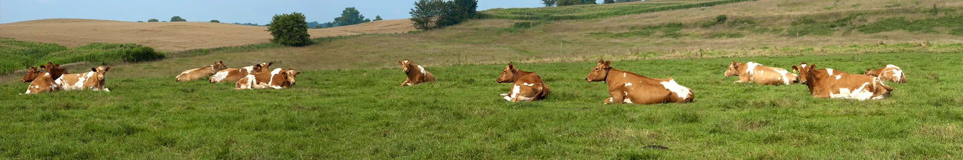 Dairy Workers: Chemical Safety