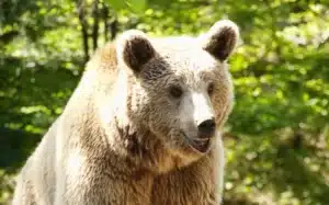 Wilderness & Bear Awareness