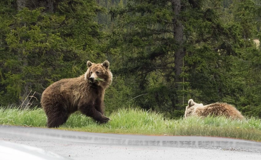 Bear Safety Tips for Workers in the Field